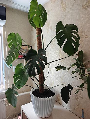 Комнатные растения: Монстера делициоза (Monstera deliciosa) в декоративном кашпо - — 3