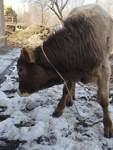 Коровы, быки: Продаю | Бык (самец) | Швицкая, Полукровка | Для разведения | Осеменитель — 8