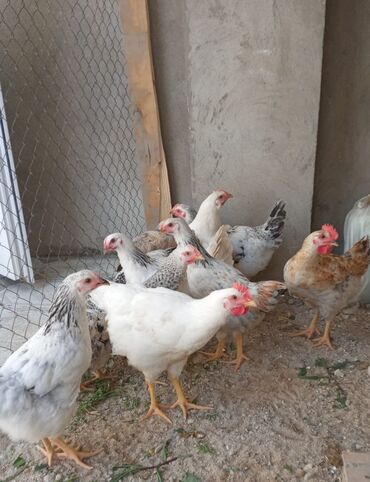 yumurtaliq toyuq satisi: 2 aylıq görə satılır