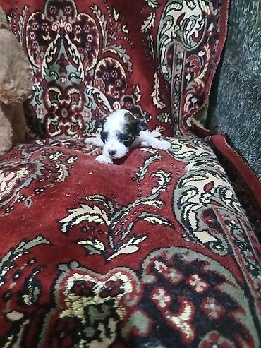 İtlər: Pudel, 1 ay, Dişi — 5