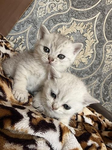 Котята серебристого окраса (возможен британский/шотландский тип по