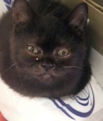 шотландская серебристая шиншилла купить: Шотландская, Самец