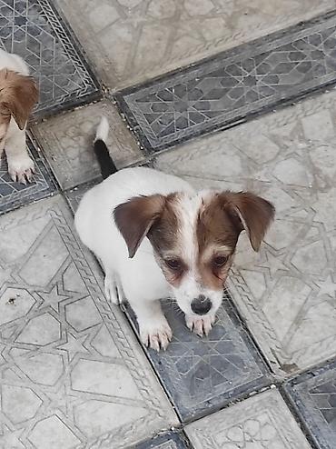 heyvanlar keci: Zvonok, 2 ay, Dişi, Ünvandan götürmə — 10