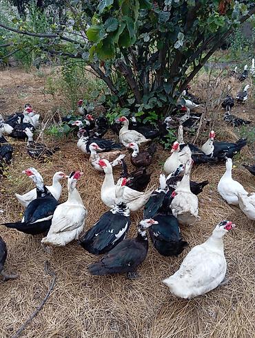 С/х животные и товары: Musk ördəkləri (indo ducks) – müxtəlif rənglərdə sürü 70 fərə 30 — 4