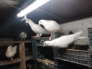quşlar: Cürbəcür dekorativ göyərçinlər – kolleksiya üçün - Rənglər: ağ — 4