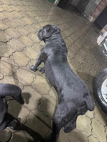 Продажа собак: Кане-корсо, 3 месяца, Самец, С прививкой at lalafo.kg — 9 Продажа собак: Кане-корсо, 3 месяца, Самец, С прививкой — 9