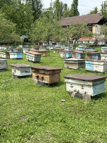 лекарство для животных: Продается пчелы на высадку 100 семей Цена договорная адрес Ошская