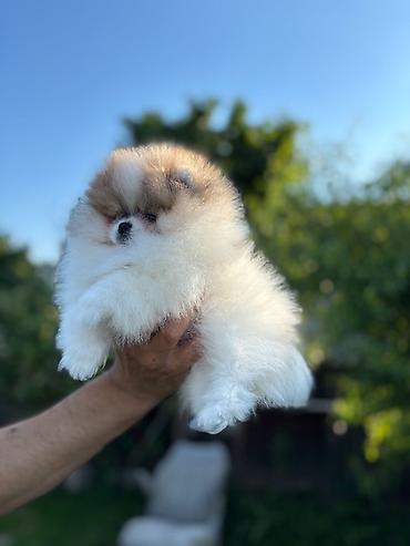 lepi psi: Pomeranski špic,Pomeranac,Pomeranian,Boo štenci Ako ste odgovorna — 6