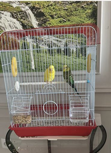 Птицы: Продаются попугаи вместе с клеткой, не думали что уедем, продаем по