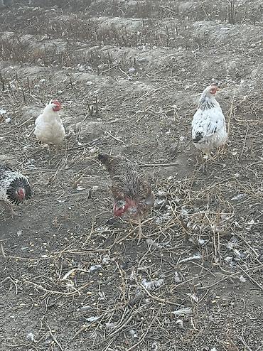 А/ч жаныбарларын сатам: Сатам | Тооктор | Үй | Көбөйтүү үчүн — 1