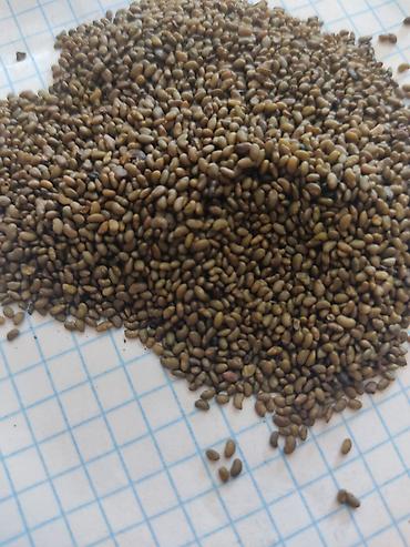 Люцерна: Беде Урук,семена люцерны люцерна высший сортсемена клевера для — 8