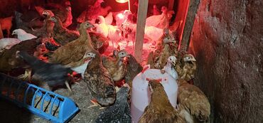 Птицы: Продаю 2 месяца Корейский Тоджон, 1 цыплёнок 300 сом. находятся в