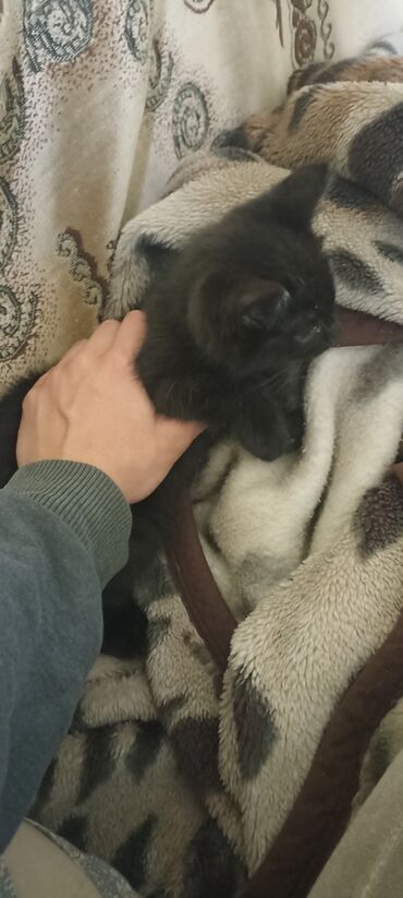 шотландская вислоухая кошка черная: Кошка даром: Беспородная, 2 месяца, Мальчик, Метис, Приучена к лотку