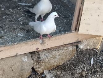 мальтипу купить в баку: Salam 12tuk tutulma ag maya qiymet 10manat maşdagadadir 0516831165