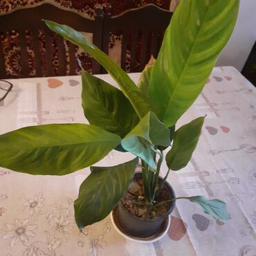 Otaq bitkiləri: Sansivyera bitkisi 5 gövdəlidir dibçəyin biri 20 — 7