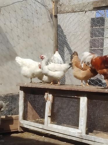 Куры, петухи: Продаю | Куры, Петух, Цыплята | Полубрама, Бройлерная, Бойцовая | На забой, Для разведения, Несушки — 3