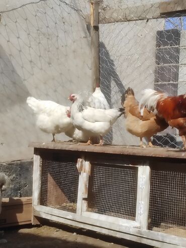 Куры, петухи: Продаю | Куры, Петух, Цыплята | Домашняя | На забой, Для разведения, Несушки — 9