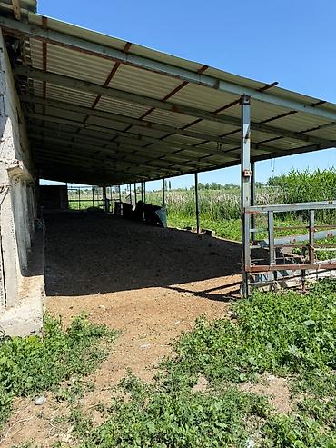 кашао: 20 соток, Для строительства, Красная книга, Договор купли-продажи, Тех паспорт — 2
