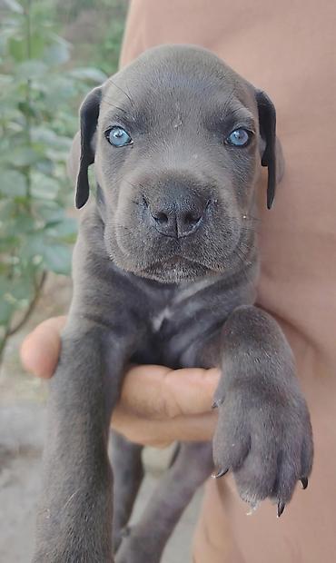 cane corso qiyməti: Kane-Korso, 1 ay, Dişi — 3
