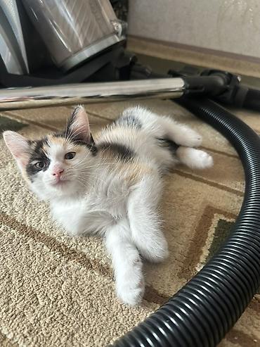 сеамская кошка: СРОЧНО ОТДАЮ КОТЯТ В ДОБРЫЕ РУКИ‼️ котята игривые и ласковые кушают — 1