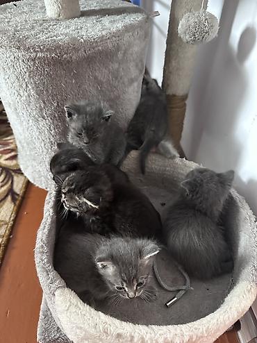 Скотиш Страйт (Шотландиялык тик кулактуу), 1 айлык, Ургаачы, Курттардан тазаланган, Лотокко барууга үйрөтүлгөн lalafo.kg да — 3 Скотиш Страйт (Шотландиялык тик кулактуу), 1 айлык, Ургаачы, Курттардан тазаланган, Лотокко барууга үйрөтүлгөн — 3