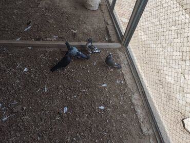 sumqayit goyercin: 4 dene tutulma satılır qanadli quşlardı bir dene cafenni kesiydi. Göyü