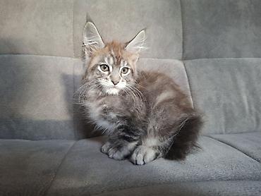 кошка породы мейн кун: Породистый котёнок мейн-кун - Окрас: дымчато-коричневый с мраморным — 2