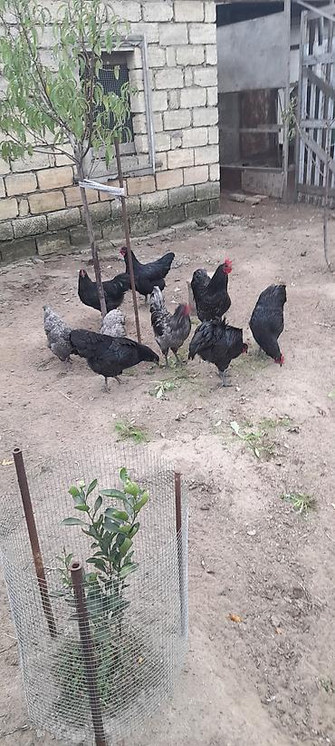 Toyuqlar: Toyuq, Australorp, Ətlik, Ünvandan götürmə — 2