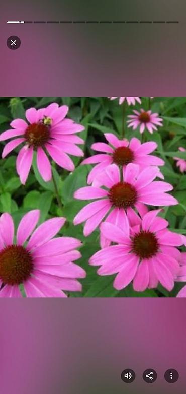 рыба маринка: Продаю деленки эхинацеи. В кусте 2,3 деток. Куст - 280 сом — 3