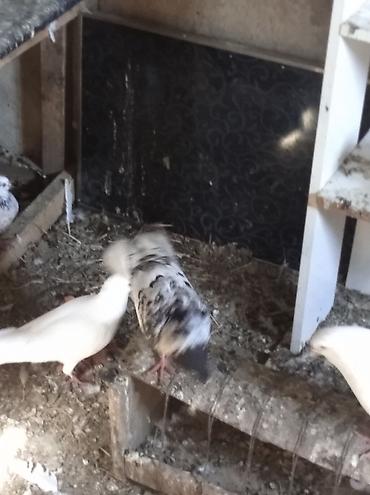 göyərçin şəkli: Salam Göyərçinlər Kom satılır,tək tək fərqli olacaq qiyməti. Yarisi — 8