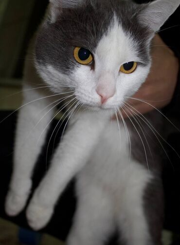 кошки в добрые руки: Мышык бекер берилет: Породасыз, 2 жаш, Эркек, Лотокко барууга үйрөтүлгөн