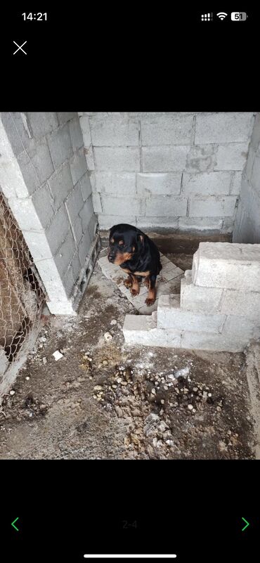чихуахуа собака: Ротвейлер 3 года сука, отдам за символическую сумму, а после вязки