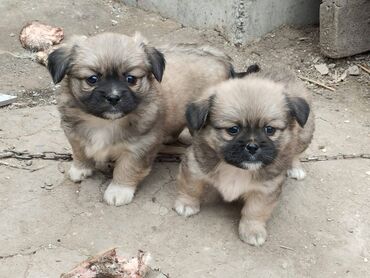 heyvalar: Pekines, 1 ay, Erkek, Ödənişli çatdırılma, Ünvandan götürmə