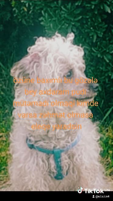 İtlər: Pudel, Dişi, Cütləşmə üçün — 3