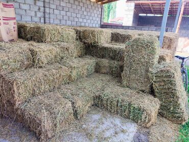 швец корова: 2 чабык таза беде сатылат Продаю Клевер 2 кос ✅Бесплатная погрузка