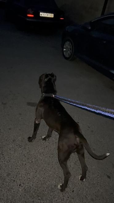 pitbul itlər: Pitbul, 2 il, Erkək, Cütləşmə üçün — 6