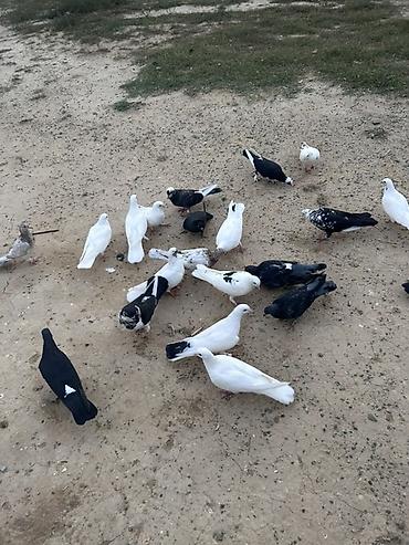 sarı quş: Salam tutulma quslar tek tekde satılır qıymet. Ferqlı olacaq optavoy 4 — 4