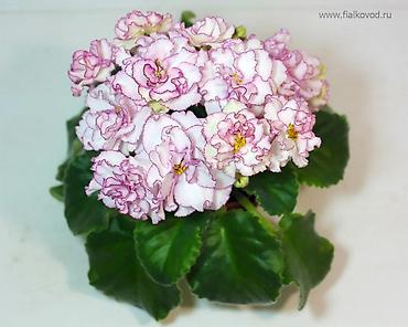 Фиалки и глоксинии: 🌱🌺🌱 Продаю сортовые ДЕТКИ стандартных, трейлерныхмини и полумини — 19