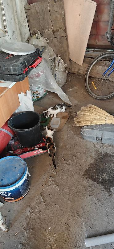 кошк: Бесплатно котята в добрые руки Описание: - Несколько котят разной — 1