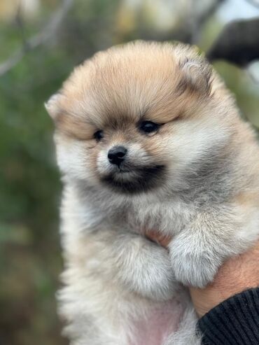 İtlər: Şpitz, 2 ay, Dişi — 2