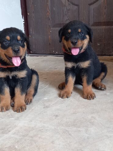 pomeranian satilir: Rotveyler, 2 ay, Erkek, Peyvəndli, Ünvandan götürmə