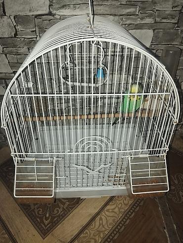 sari qus: SATILIR. Yaşıl-sarı rəng çalarlarında dalğalı tutuquşu (budgerigar) — 5
