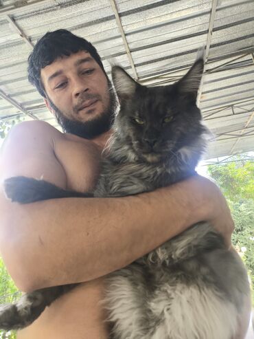 стрижка кошек с выездом на дом: Породистые котята мейн-кунов.🧿🧿🐈‍⬛ Дата рождения 30.08.2025 года.От