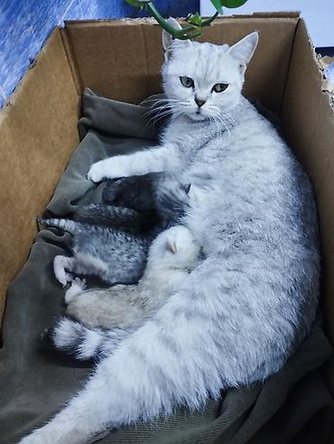 Котята от Шотландской короткошерстной - Малыши с мамой на