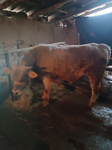 Коровы, быки: Продаю | Бык (самец) | Швицкая — 9