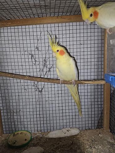 qus sesleri: Nimfa (Cockatiel) – sarı-lutino rəng mutasiyası . Karella satılır və — 1