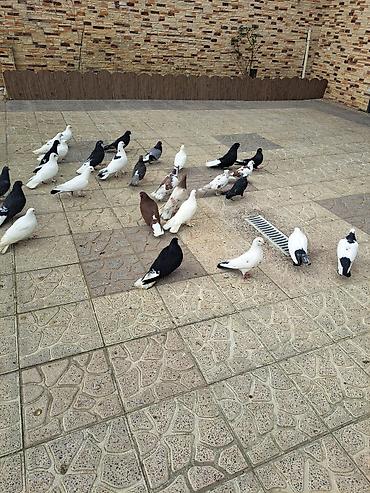 Göyərçinlər: Salam 35 eded goyercindi kom 7 manat.tek tek 10 manat. Təsvir: - — 4