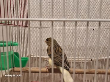 Digər quşlar: Kanareyka quşları və qəfəs Məhsul təsviri: - Şəkillərdə ağ və sarı — 5