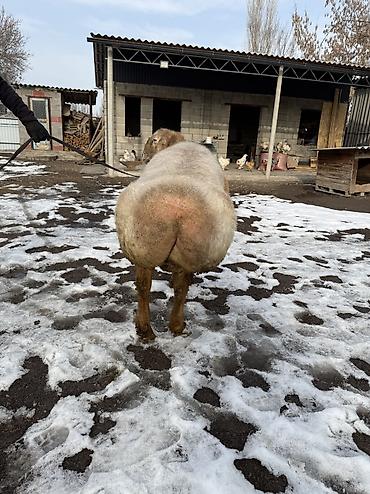 Баран, овца: Продаю | Баран (самец) | Арашан | Для разведения | Осеменитель — 6