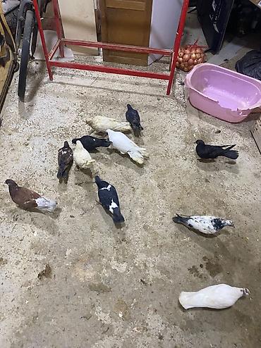 balaca pisik satisi: Sağlam heyvalardır 11eded tergizme icinde sat verende var tek tek — 2